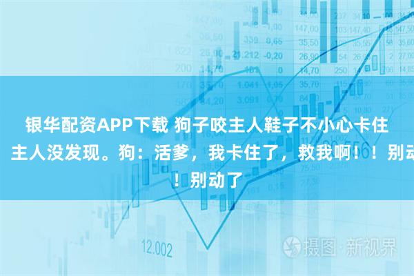 银华配资APP下载 狗子咬主人鞋子不小心卡住牙，主人没发现。狗：活爹，我卡住了，救我啊！！别动了